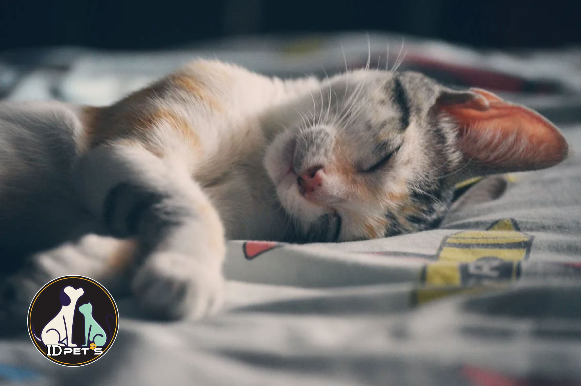 ¿Puedo dejar a un gato solo en casa?